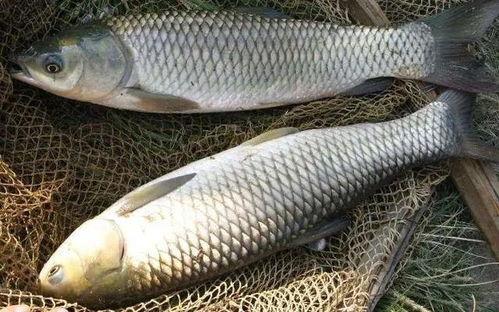 草鱼散炮爆料视频大全,揭秘幕后真相与精彩瞬间 第1张 草鱼散炮爆料视频大全,揭秘幕后真相与精彩瞬间 第1张